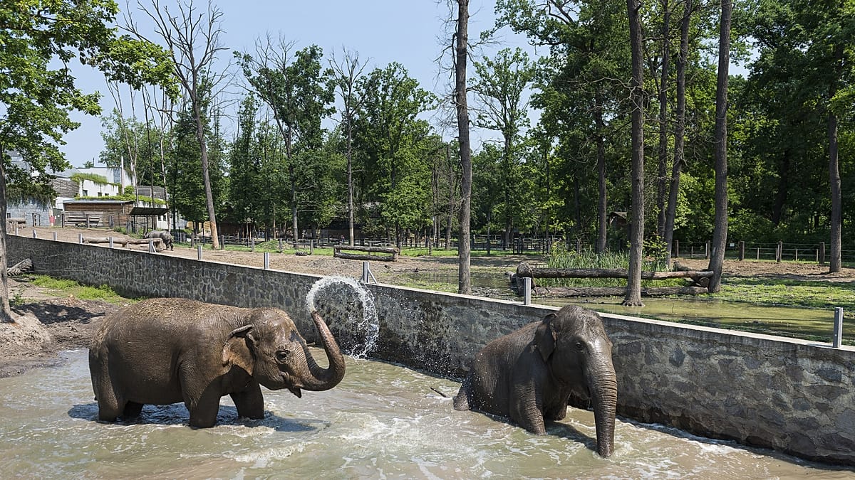To nie jest zwyczajne zoo! Węgierski Nyíregyházi Állatpark ma 30 lat