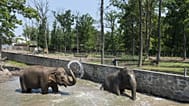 Elefántok a Nyíregyházi Állatparkban, a Tarzan ösvényen