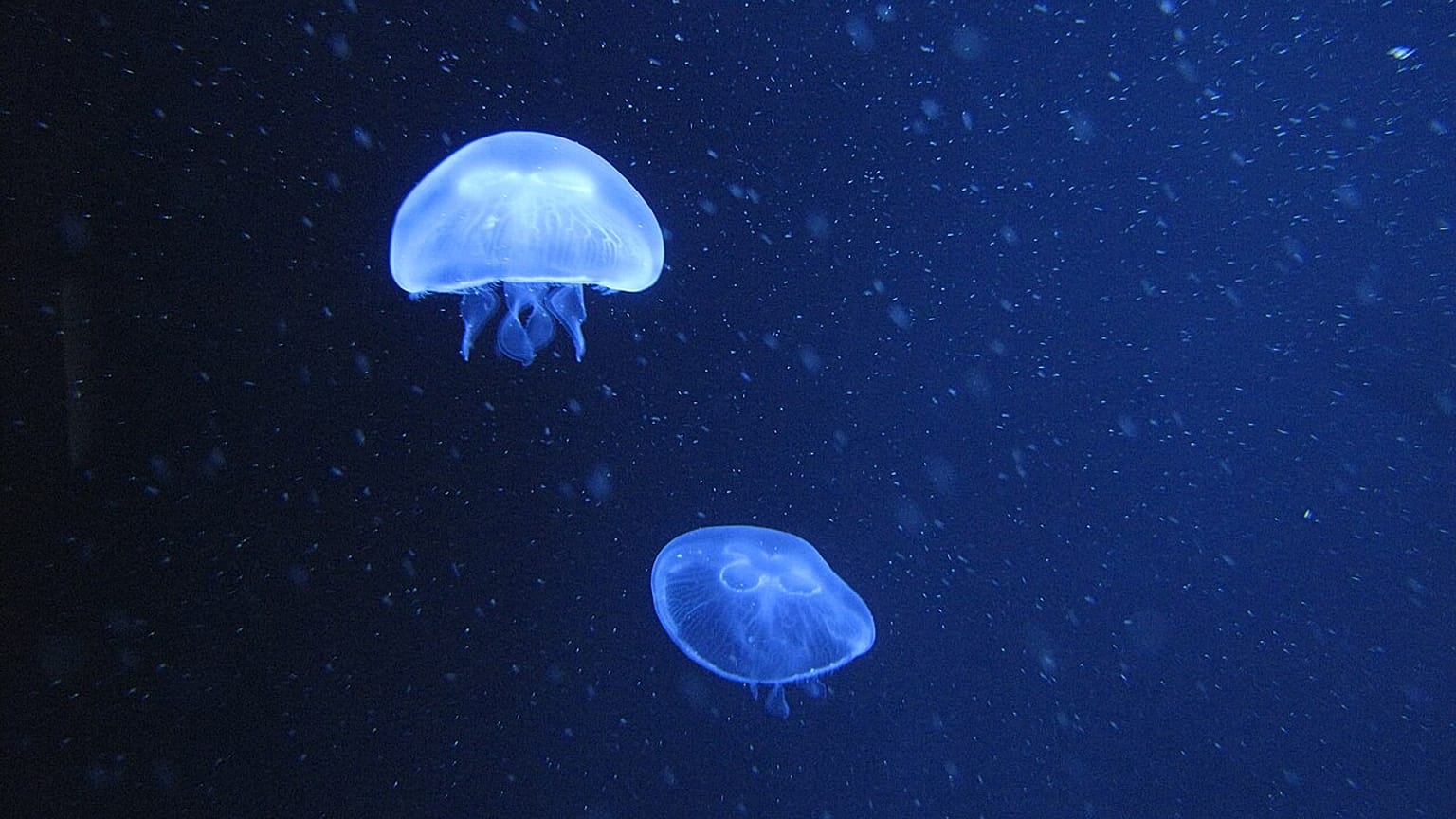 Μέδουσες στο Aquarium Berlin, φωτογραφία: Ανδρέας Άουγκσταϊν