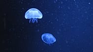 Des méduses aurélies à l’aquarium de Berlin, photo : Andreas Augstein