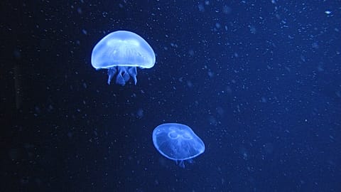 Moon jellyfish at Berlin Aquarium, photo: Andreas Augstein