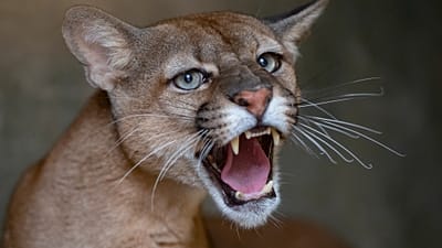 Gemeinde Polanów warnt vor Puma in Wäldern bei Karsinka und Rekowo und ruft Einwohner auf, die Wälder zu meiden.