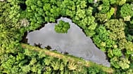 A tree stands in a small lake in a forest of the Taunus region near Frankfurt, Germany, 7 July 2026.