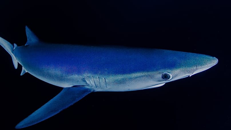 Un requin bleu 