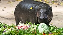 Thai zoo celebrates famous pygmy hippo's second birthday