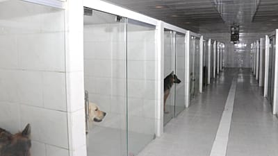 پانسیون سگ‌ها در ایران