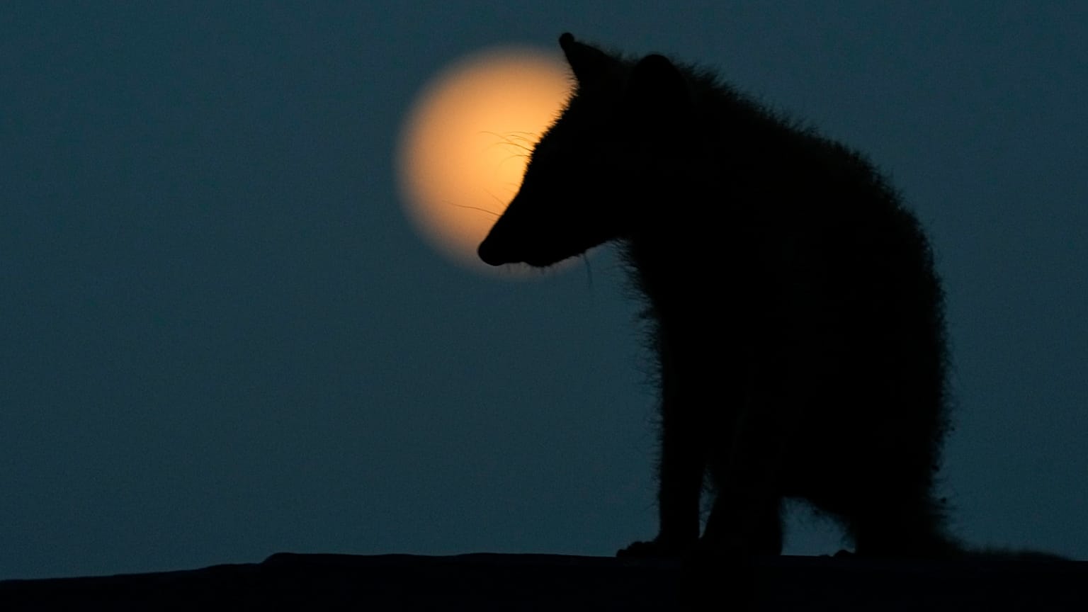 Gefahr oder flauschiger Zeitgenosse? Beim Waschbär gehen die Meinungen der Experten stark auseinander.
