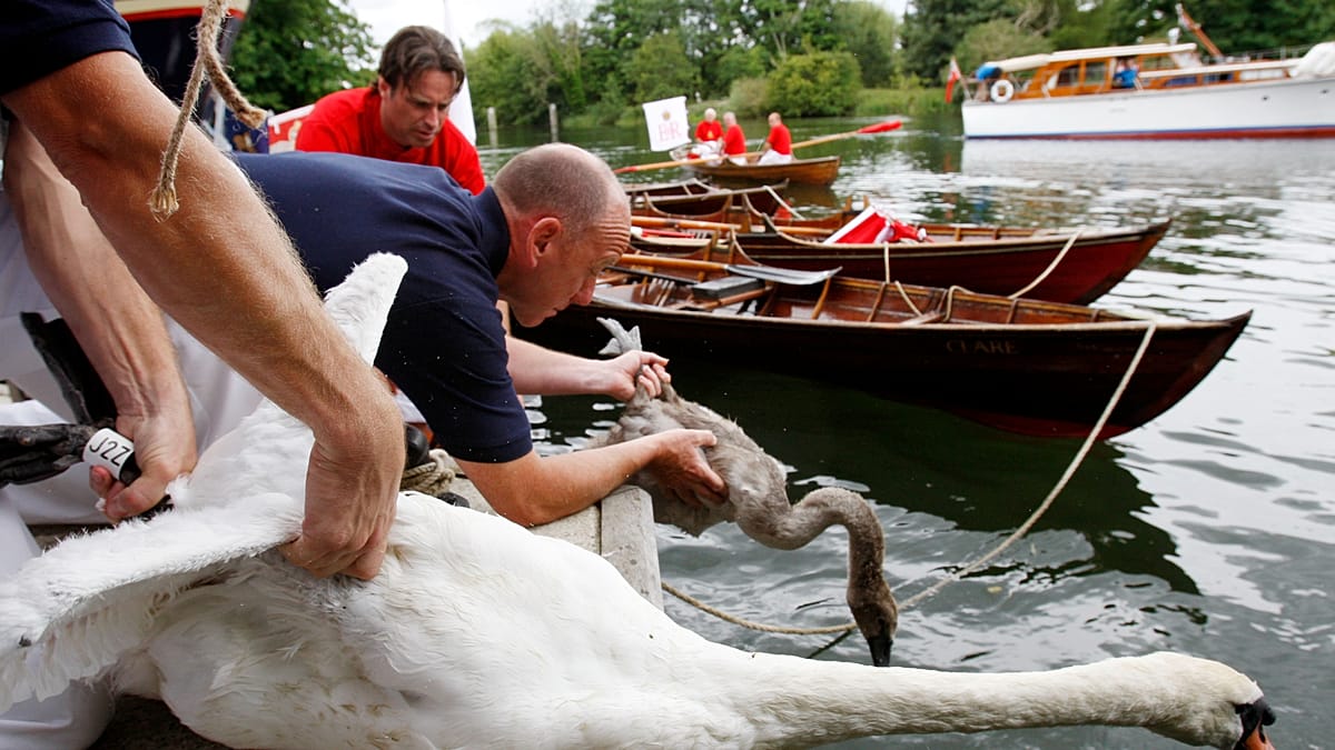 King’s Swan Upping on the Thames shows healthy cygnets but rising litter