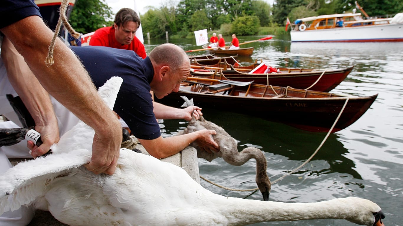 Video. King’s Swan Upping on the Thames shows healthy cygnets but ...