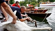 Swan Uppers release a swan and a cygnet back onto the River Thames