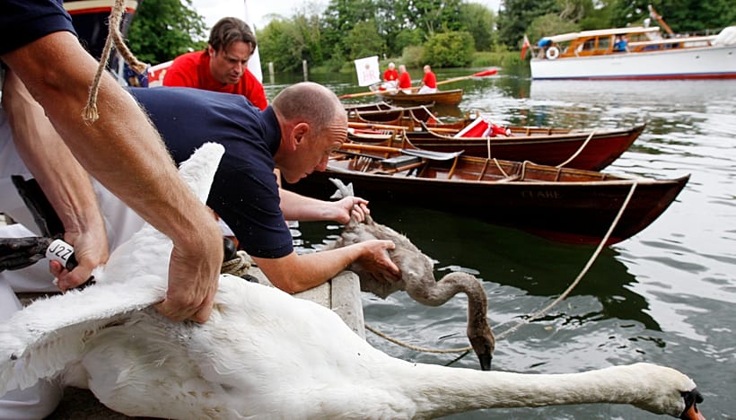 Video. King’s Swan Upping on the Thames shows healthy cygnets but ...