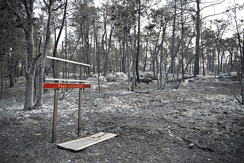 Burned trees are pictured after a wildfire at the region of the Fontainebleau forest, 14 July, 2026
