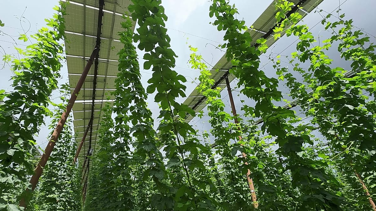 Can agri-PV save Bavaria's hop gardens? 'Solar hats' help fight climate crisis