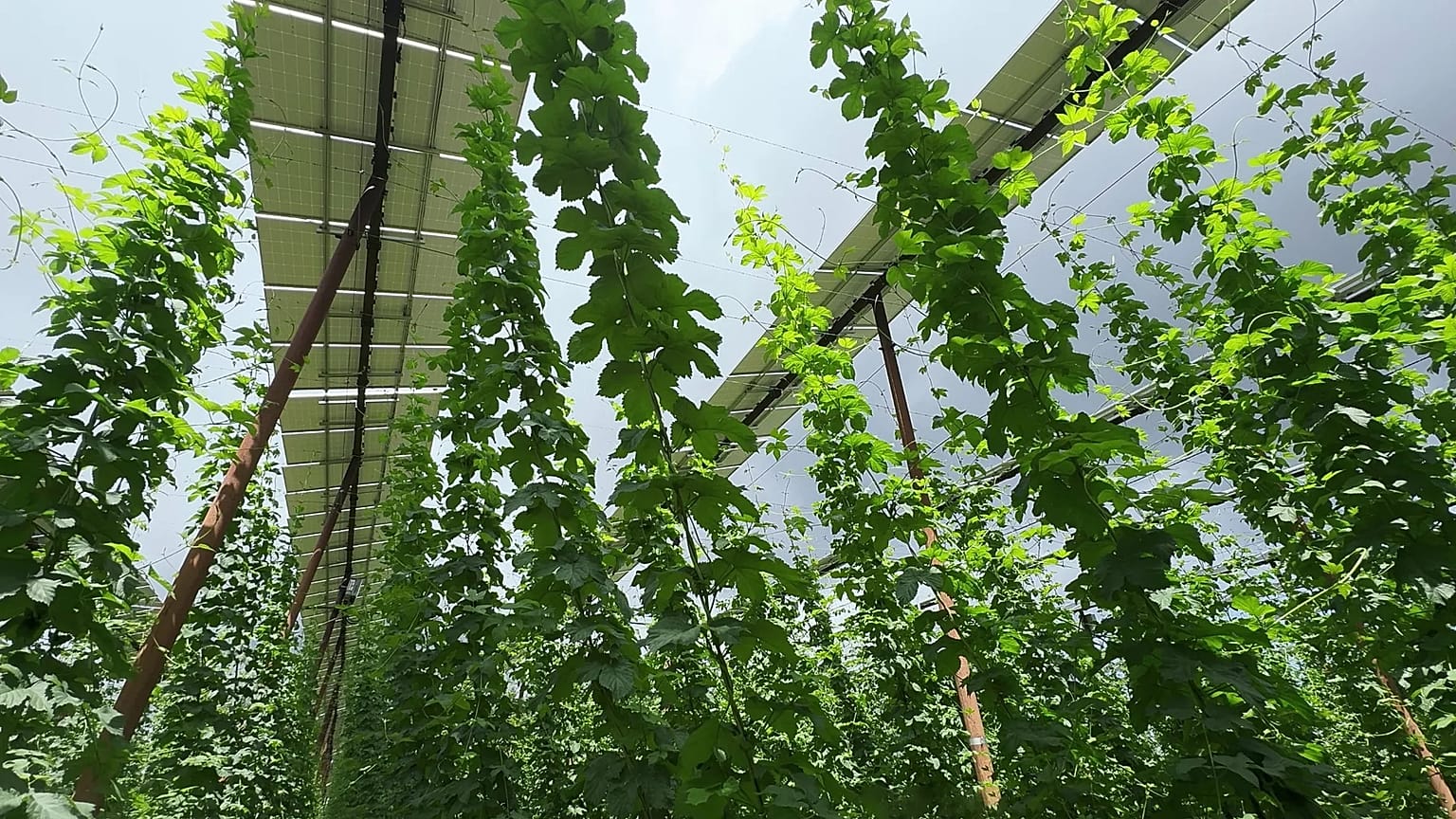 Solarmodule in sieben Meter Höhe spenden den Hopfenpflanzen Schatten