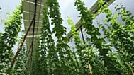 Solarmodule in sieben Meter Höhe spenden den Hopfenpflanzen Schatten