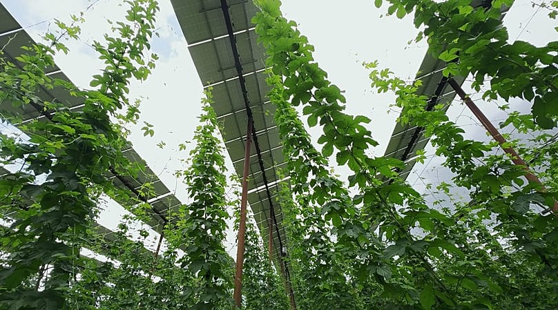 Hopfen ist ein Schattengewächs. Die Pflanzen ranken sich an sieben Meter hohen Stangen nach oben.