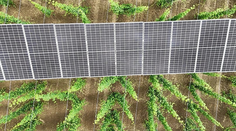 Innovation im Hopfengarten: In der Hallertau wird Agri-PV weiterentwickelt.