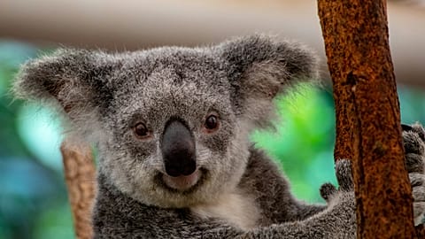 Koalas are one of the most desirable animals to see in the wild