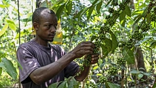 Africa’s coffee, cocoa and tea farmers face growing risks as prices swing