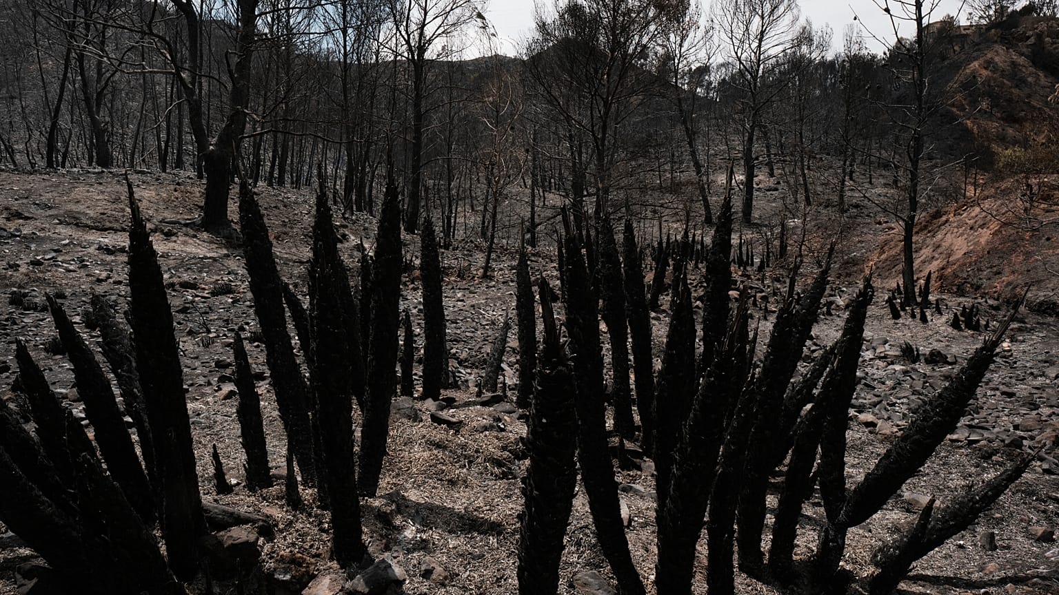 Vista de una zona quemada por incendios forestales en Bedar, cerca de Almería, España, el sábado 11 de julio de 2026. (Foto AP/Gregorio Marrero)