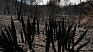 Vista de una zona quemada por incendios forestales en Bedar, cerca de Almería, España, el sábado 11 de julio de 2026. (Foto AP/Gregorio Marrero)