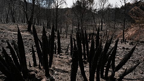 Kilátás egy erdőtüzek által felperzselt területre a spanyolországi Bedarban, Almería közelében, 2026. július 11., szombat. (AP-fotó: Gregorio Marrero)