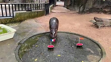 En Thaïlande, un hippopotame nain prédit une finale France-Argentine de Coupe du monde