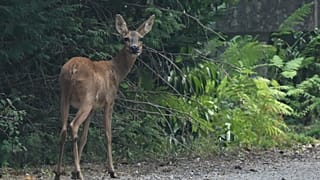 A deer is pictured in the region of the Fontainebleau forest, south of Paris, France, Tuesday, July 14, 2026. 