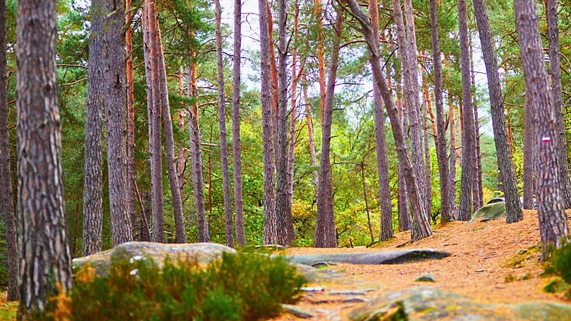 La forêt de Fontainebleau est prisée des randonneurs et des grimpeurs.