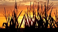 Archivbild: Maispflanzen zeichnen sich am Freitag, 22. Juli 2016, in Pleasant Plains, Illinois, USA, als Schatten vor der untergehenden Sonne ab.