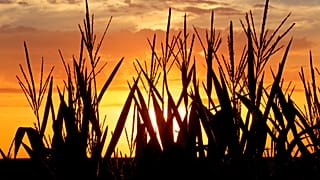 File - Corn stalks are silhouetted by a setting sun Friday, 22 July 2016, in Pleasant Plains, Ill., US.