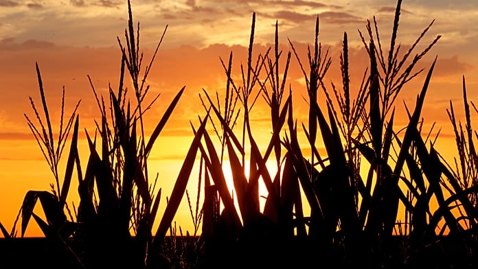 Food inflation is finally slowing. So why could your supermarket bill start rising again? Food inflation in Europe is easing, but the recent oil and fertiliser shock could still push up supermarket prices with a delay of more than a year, while this summers extreme weather is likely to be a bigger driver of eurozone food inflation next year than the Iran war, according to economists.