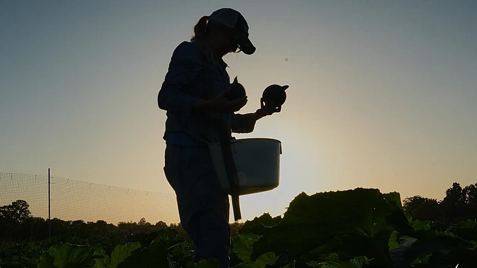Annie Woods harvests eightball, a type of zucchini, as the sun sets Wednesday, July 1, 2026, at her farm in Brooksville, Ky.