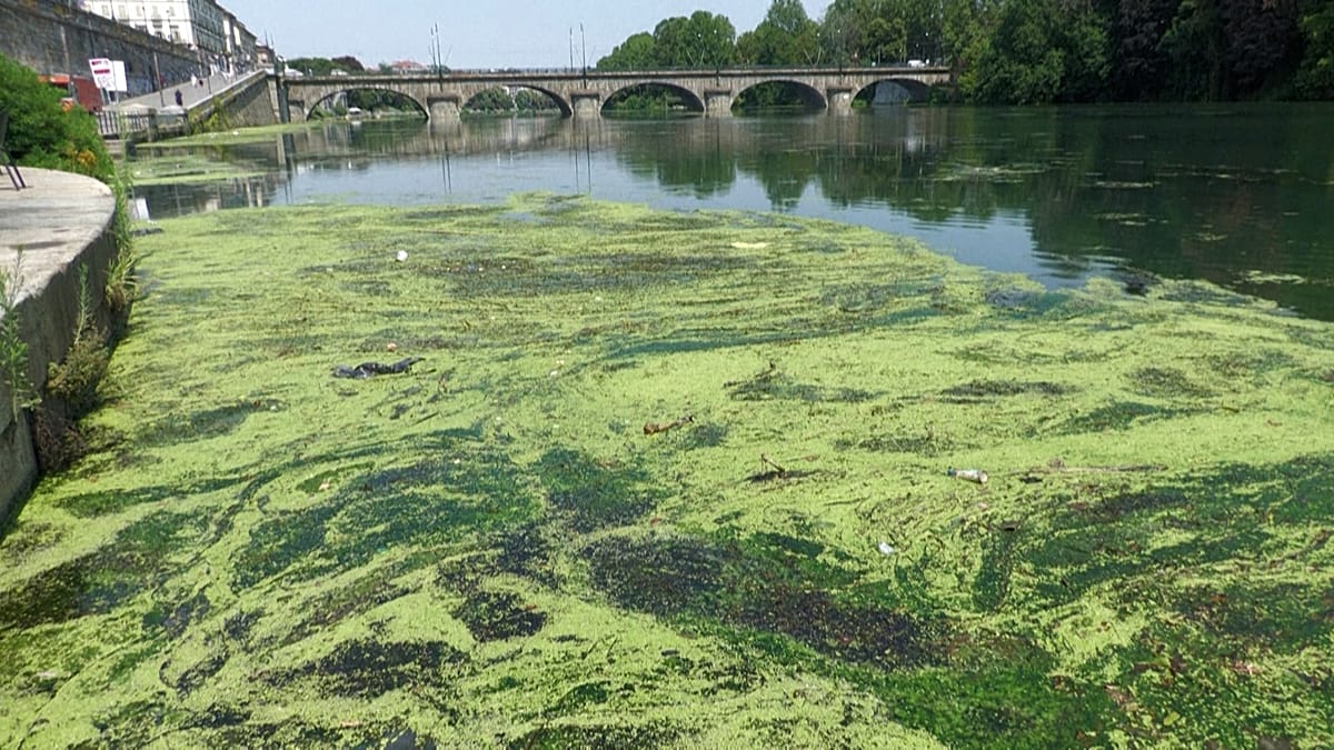 Po river choked by algae bloom as Italy battles heat and navigability woes