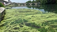 Manto de algas cobre um troço do rio Pó em Turim, junto à ponte Vittorio Emanuele I