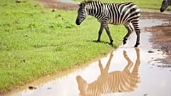 Una zebra y su reflejo.
