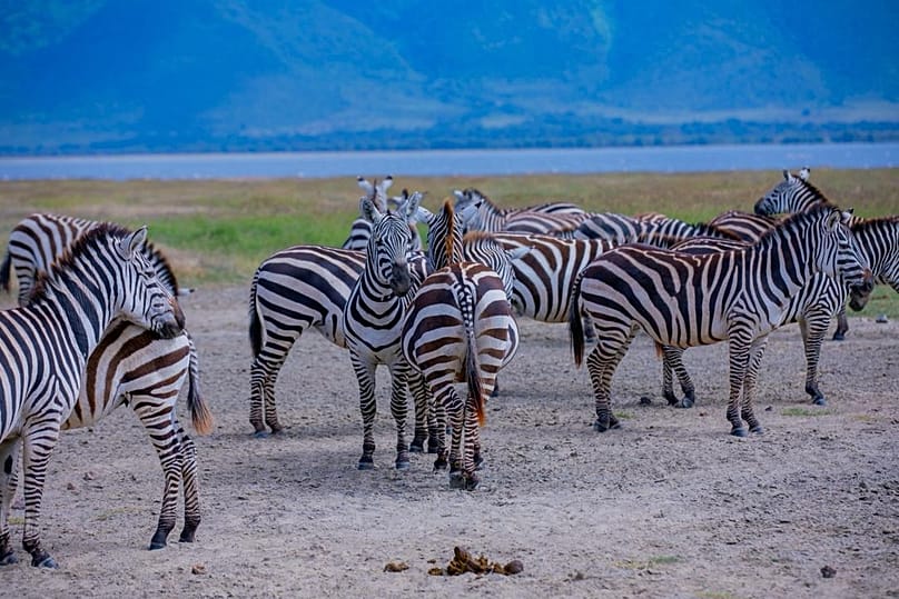 Zebragruppe während eines Safaris in Tansania