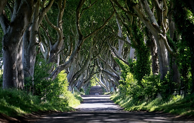 Die Dark Hedges kommen auch in der Serie "Game of Thrones" vor.