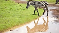 A zebra and its reflection