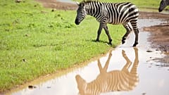 A zebra and its reflection