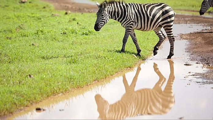 Viaggio in Tanzania: scopri il campo da golf nel Serengeti tra la fauna selvatica 1 Campo da golf nel Serengeti, Tanzania