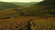 Michelin's first winery guide focused on three regions within Burgundy
