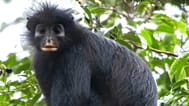 Likweli esquivo encara a câmara na copa da floresta do Congo