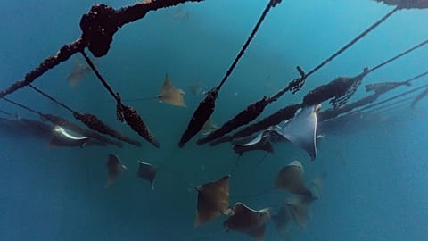 Groups of whelks spotted in the Gulf of Trieste, a threat to mussel farms