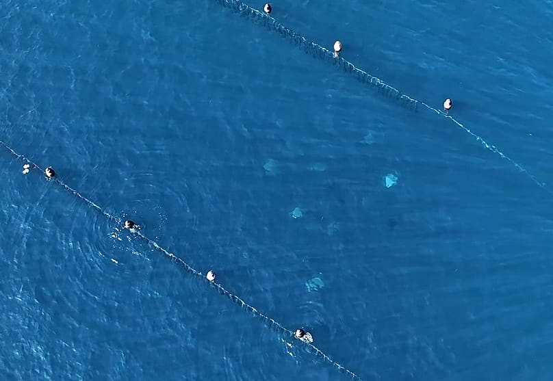 Fotografia de um drone de um grupo de vaccarelle no golfo de Trieste 