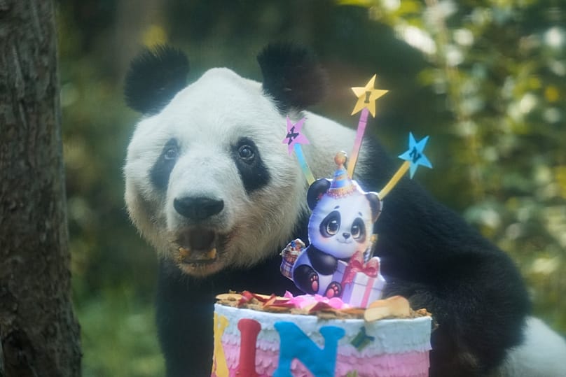 Oso panda en México