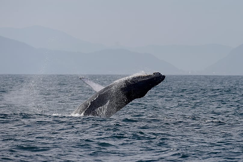 Ballena en Brasil