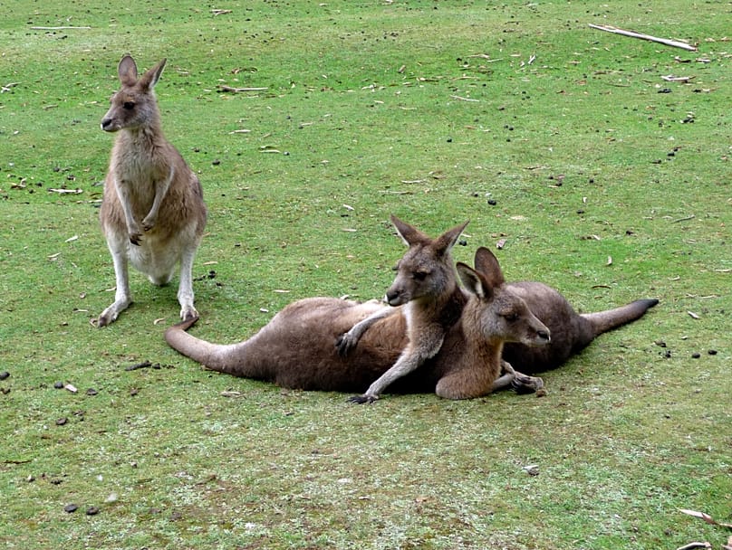 Kanguros en Tasmania