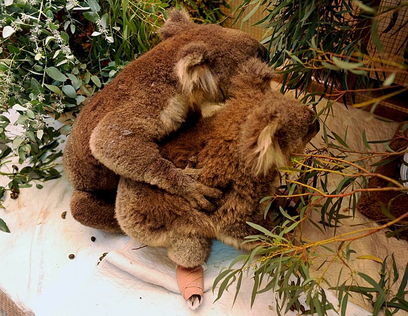 Koalas en Australia