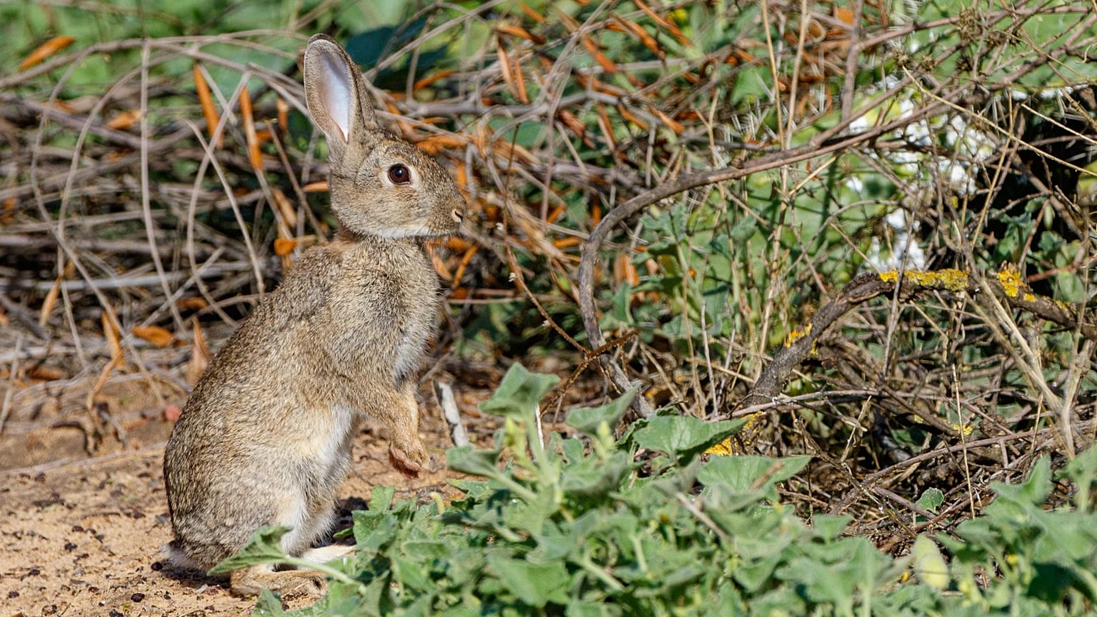 Nueva especie de conejo ibérico descubierta, julio de 2026